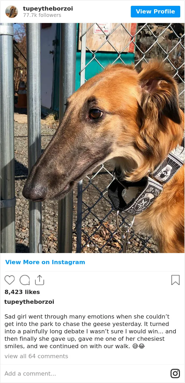 78K People Follow This Borzoi On Instagram For Her Adorably Long Snout