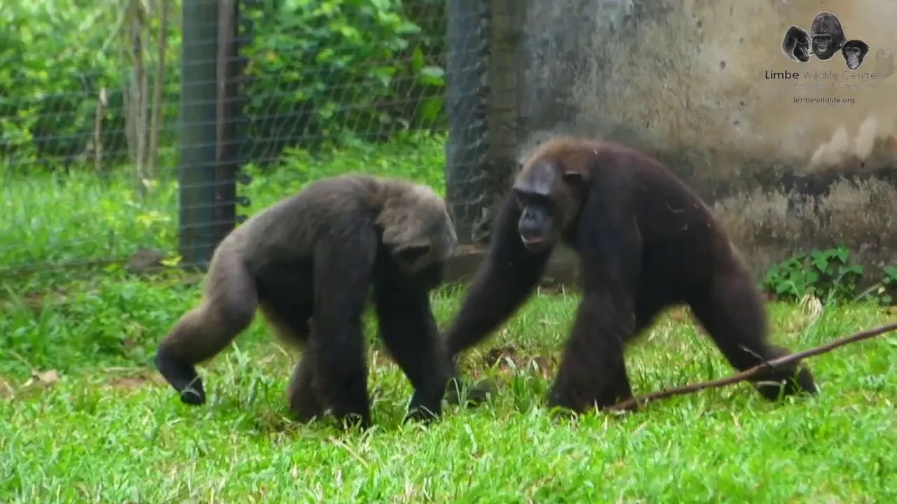 Help Us Rehabilitate Our Rescued Chimpanzees At The Limbe Wildlife Centre!