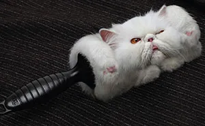 My 51 Favorite Print Ads That Use Cats In A Purrfect Way