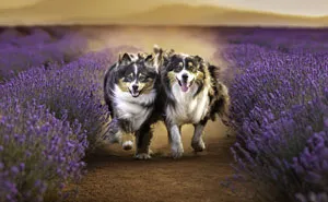 Every January, I Go To Blooming Lavender Fields In Tasmania To Take These Dreamy Photos Of Pets (100 Pics)