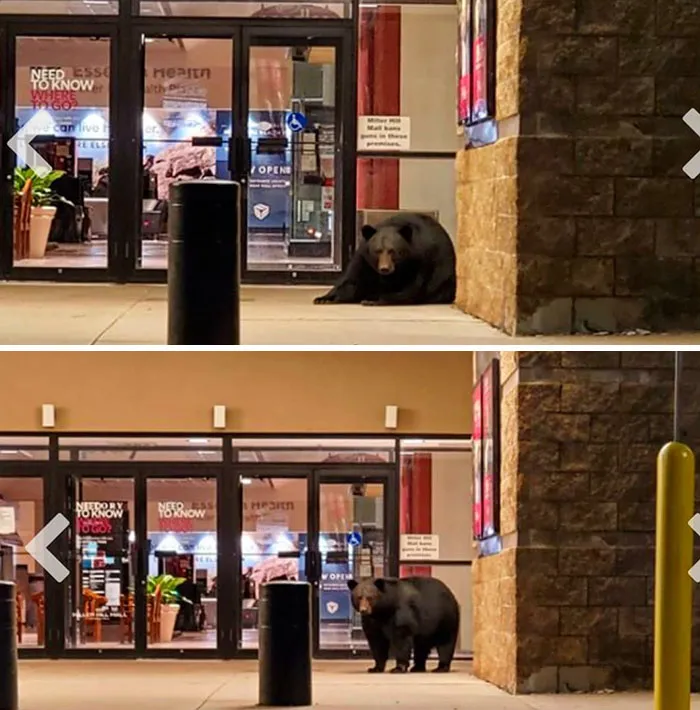 El centro comercial de Duluth está tan vacío que un oso fue ahí a echarse la siesta