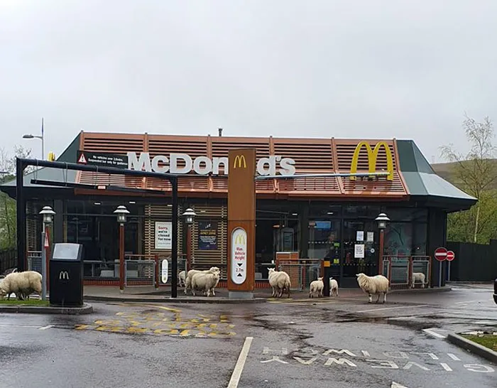 Rebaño de ovejas cerca de un McDonalds, en Ebbw Vale, Gales
