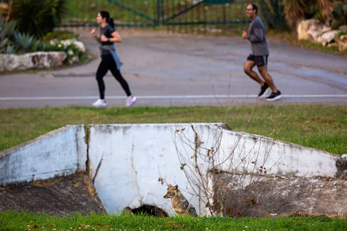Chacal en el parque Hayarkon en Tel Aviv, Israel