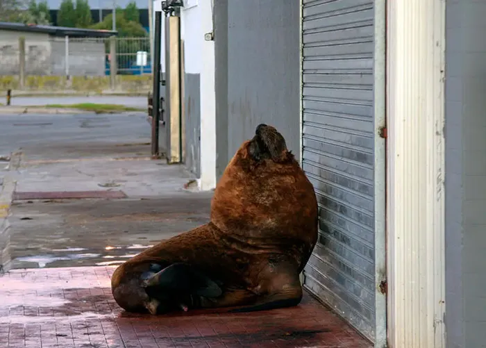 León marino en el puerto de Mar De Plata