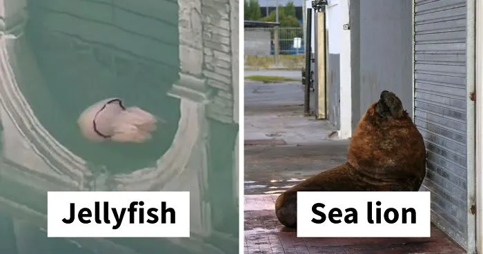 Animals Invade Cities As People Quarantine Themselves At Home (24 New Pics)