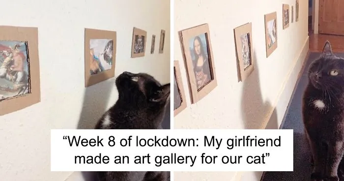 Cat Gets Injured And Can't Leave Home So His Owner Makes Him Art Gallery To Cheer Him Up