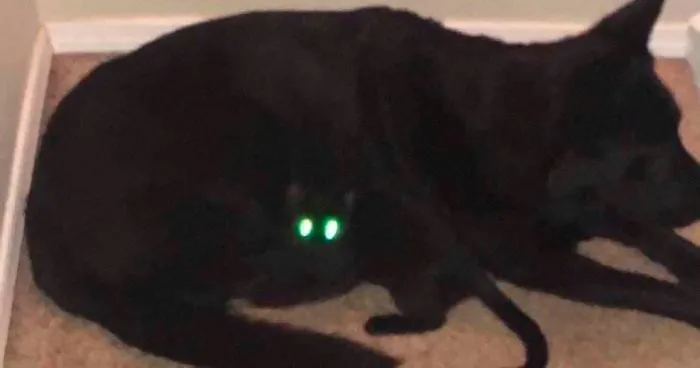 Woman Shares A Hilarious Story Of How She Finds Her 'Missing' Cat, Posts Pics As Proof