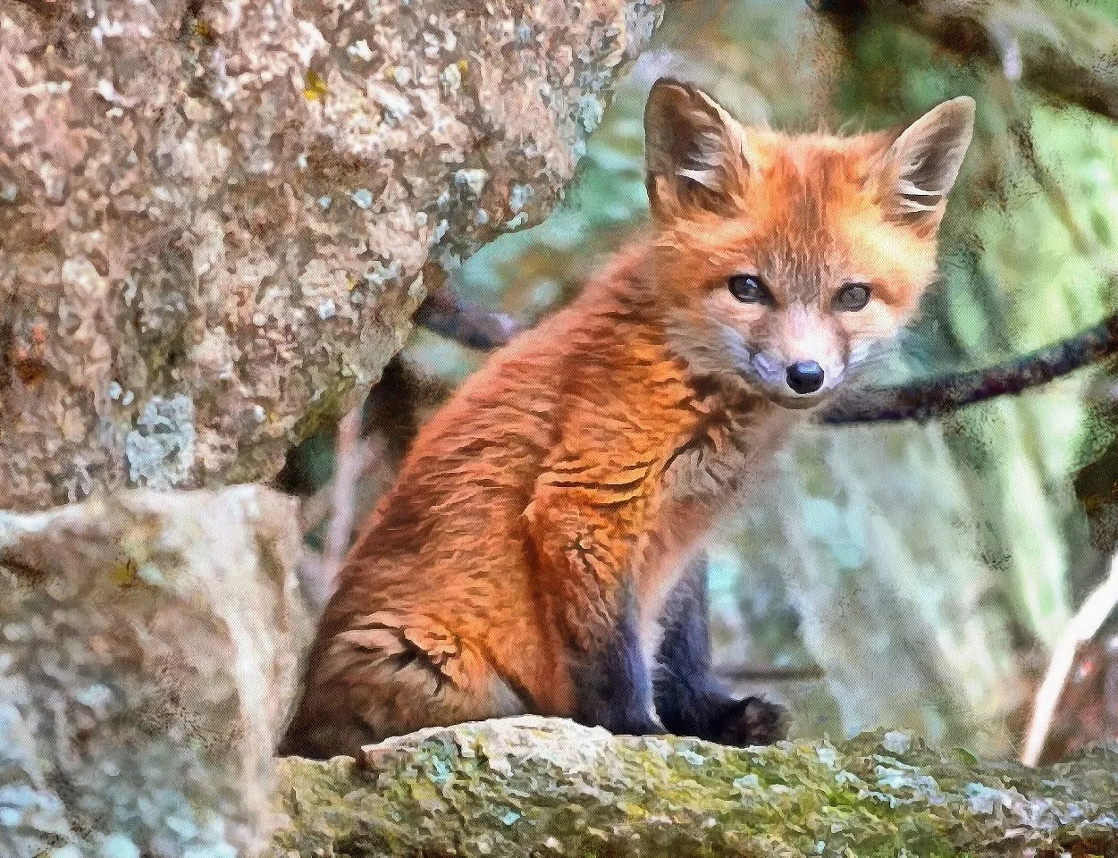 The Lost Fox
