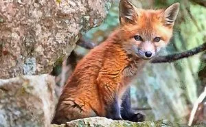 The Lost Fox