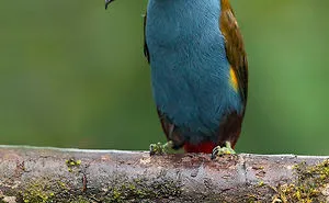 30 Extraordinarily Beautiful Birds You Might Not Have Heard About