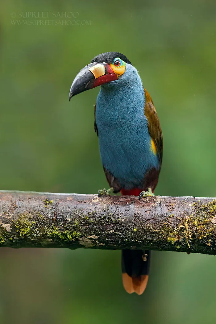 Plate-Billed Mountain Toucan