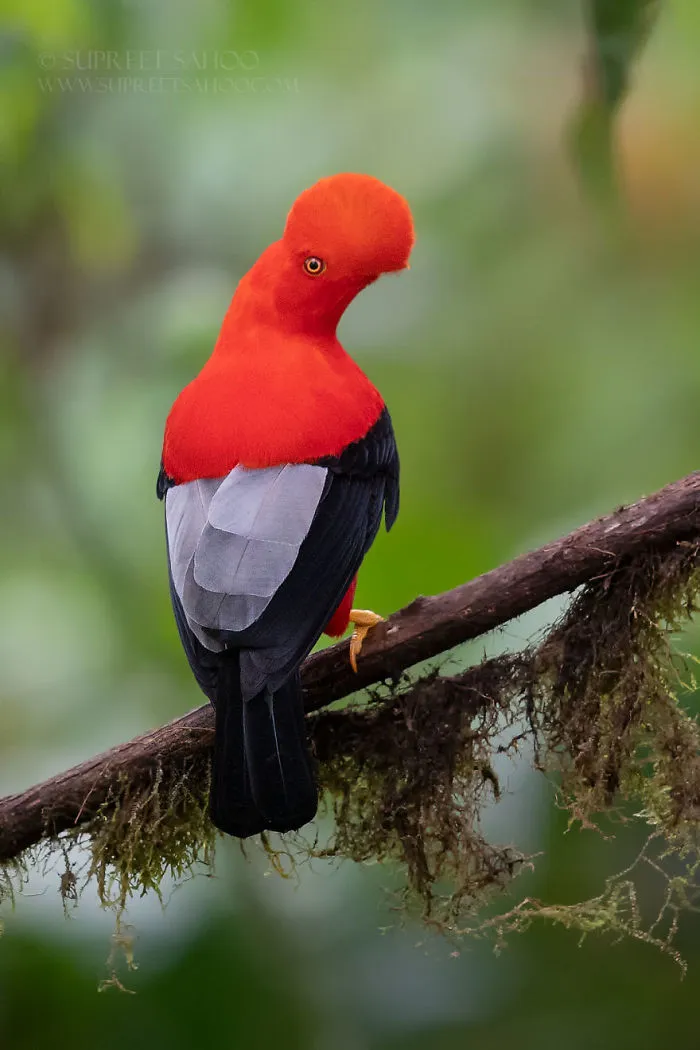 Gallito de las rocas peruano