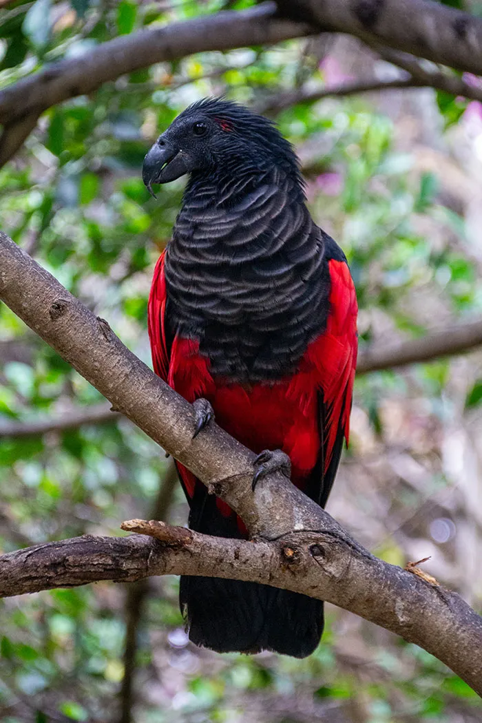 Dracula Parrot