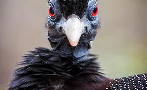 30 Extraordinarily Beautiful Birds You Might Not Have Heard About