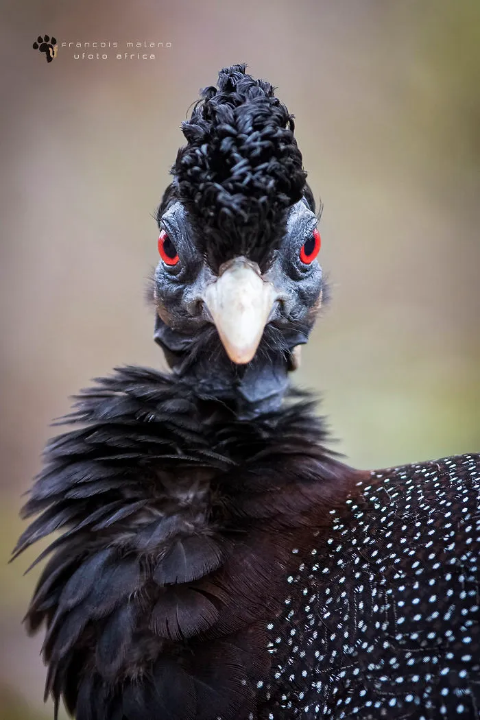 Gallina de Guinea