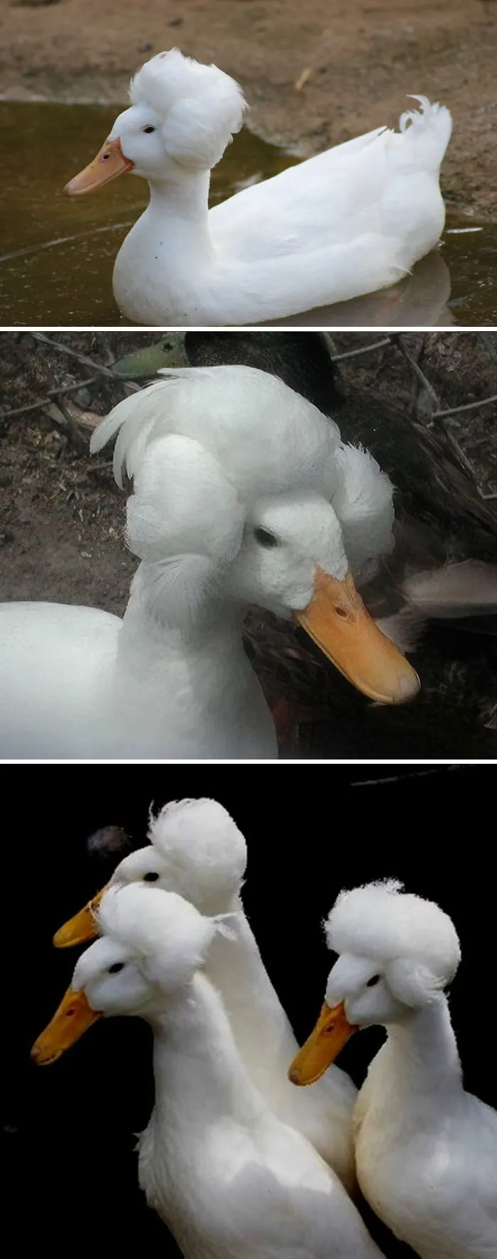 Pato doméstico crestado
