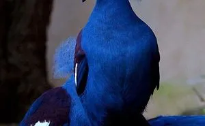 30 Extraordinarily Beautiful Birds You Might Not Have Heard About