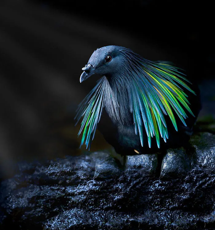 The Nicobar Pigeon