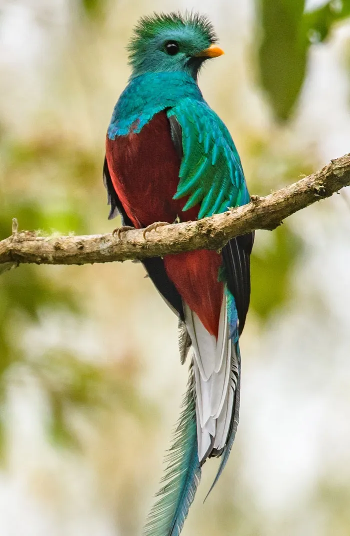 Quetzal