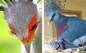 30 Extraordinarily Beautiful Birds You Might Not Have Heard About