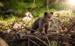 9 Magical Photos Of Baby Animals That Will Capture Your Heart