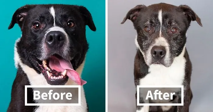 Heartbreaking Photos Show How Much Living In A Dog Shelter For 6 Years Changes A Dog