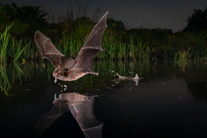 Winged Life, Winner: 'A Sip' By Piotr Naskrecki