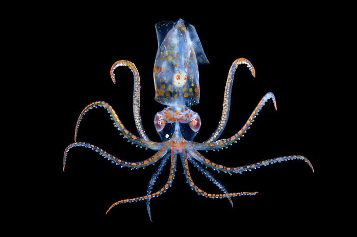 Aquatic Life, Finalist: 'Dancer' By Heng Cai