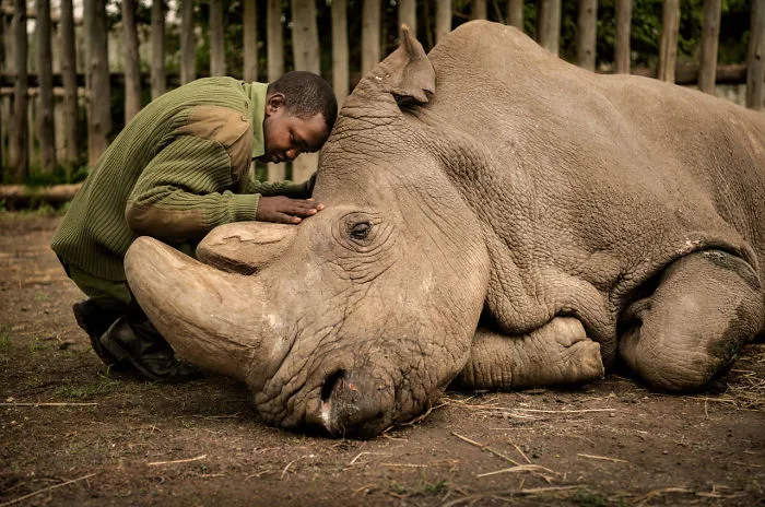 Human/Nature, Finalist: 'The Last Goodbye' By Ami Vitale