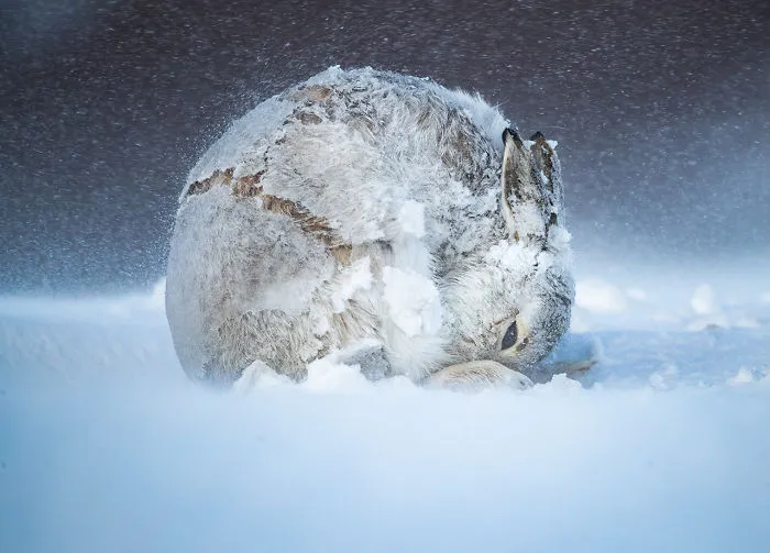 Grand Prize: 'Hare Ball' By Andy Parkinson