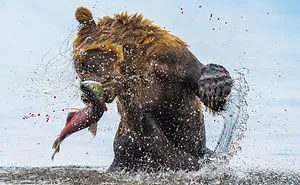 30 Of The Best Shots From The 2020 BigPicture Natural World Photography Competition