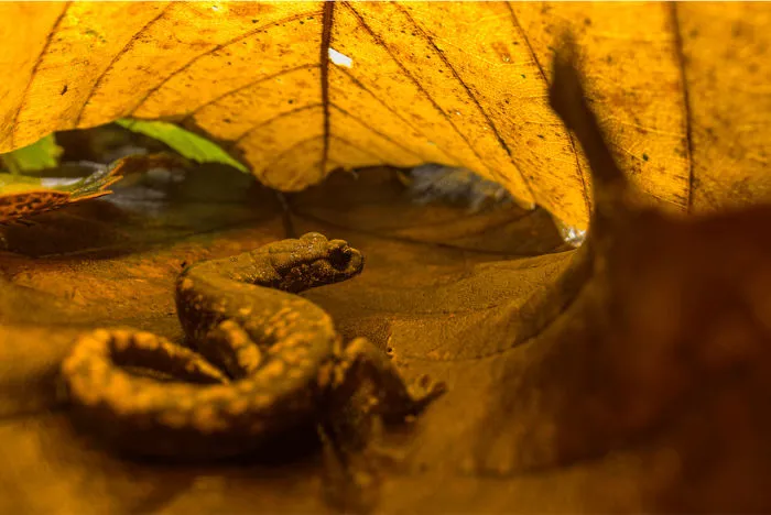 Terrestrial Wildlife, Finalist: 'Autumn Hide' By Emanuele Biggi
