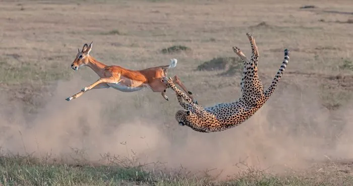 30 Of The Best Shots From The 2020 BigPicture Natural World Photography Competition