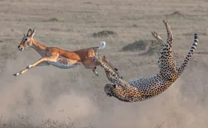 30 Of The Best Shots From The 2020 BigPicture Natural World Photography Competition
