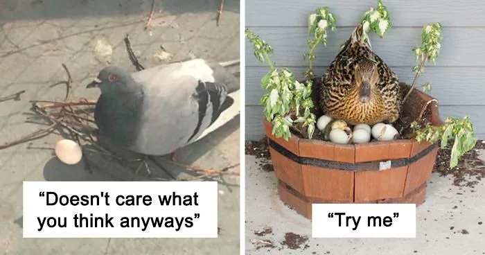 Person Reviews The Incredibly Different Bird Nesting Styles With Ridiculous Commentary (19 Pics)