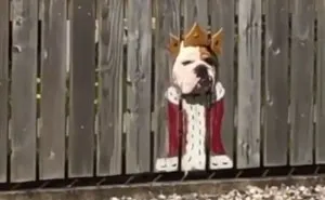 A este bulldog le encanta ver la calle por un agujero, así que sus dueños pintaron disfraces en la valla