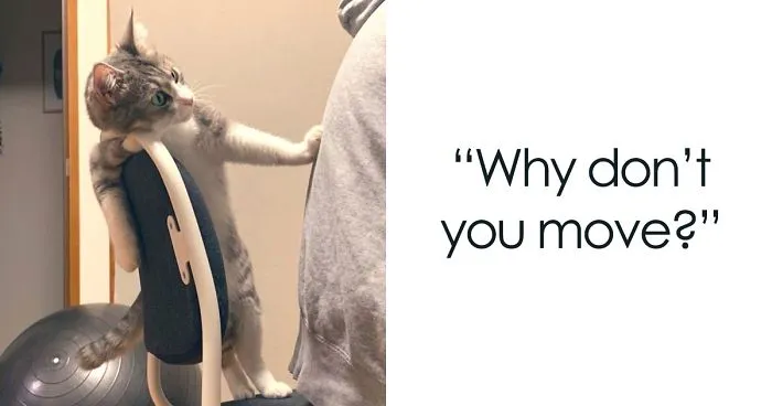 This Funny Cat Takes Over Twitter By Trying To Prevent Her Owner From Sitting On Her Chair