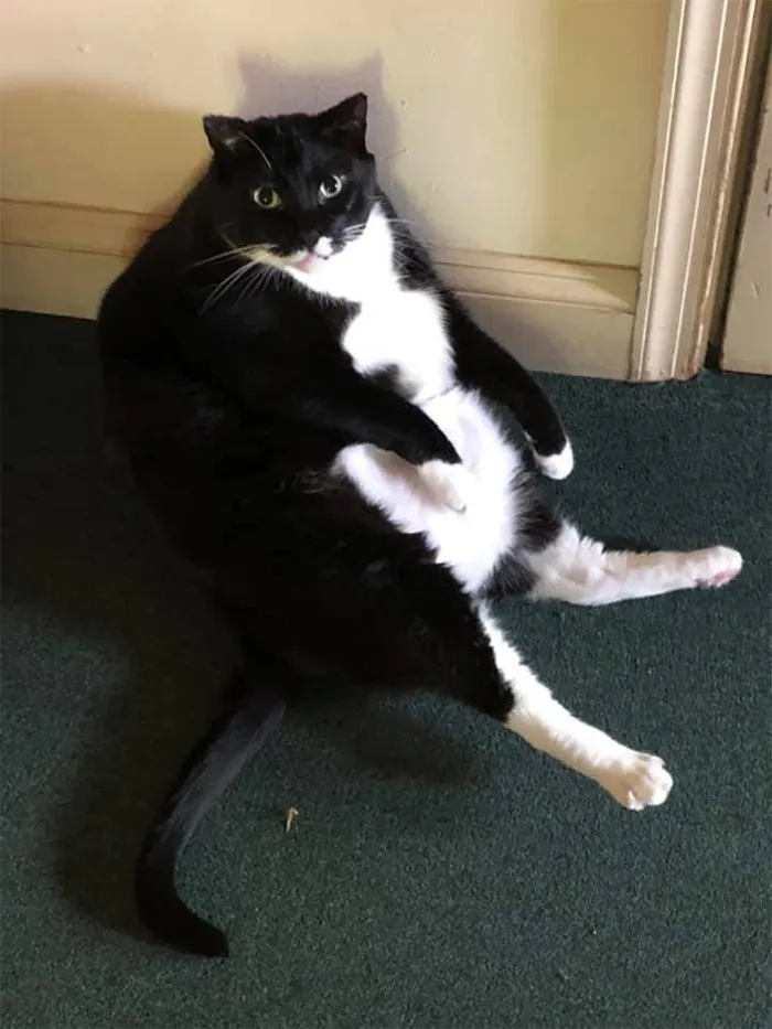 30 People On Twitter Share Pics Of Weirdo Cats Who Comfortably Sit In The Weirdest Positions