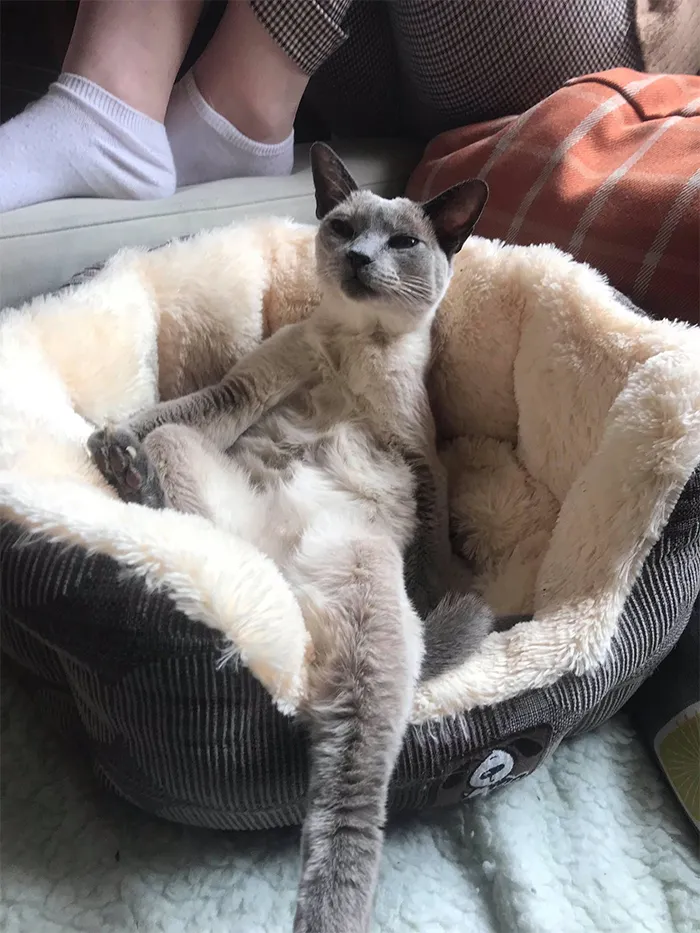 Goblin cat