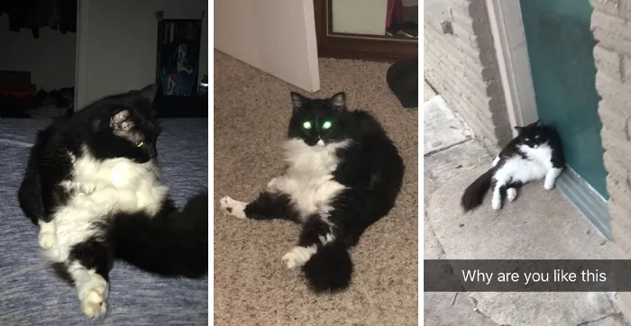 30 People On Twitter Share Pics Of Weirdo Cats Who Comfortably Sit In The Weirdest Positions