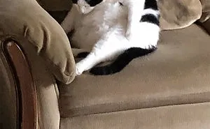 30 People On Twitter Share Pics Of Weirdo Cats Who Comfortably Sit In The Weirdest Positions