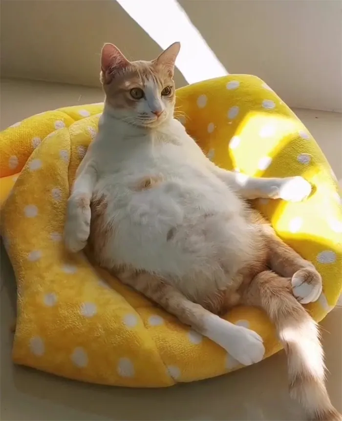 30 People On Twitter Share Pics Of Weirdo Cats Who Comfortably Sit In The Weirdest Positions