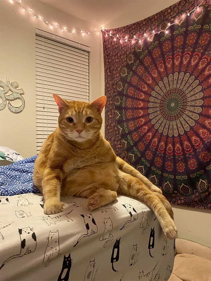 When the quarantine diet catches up to you