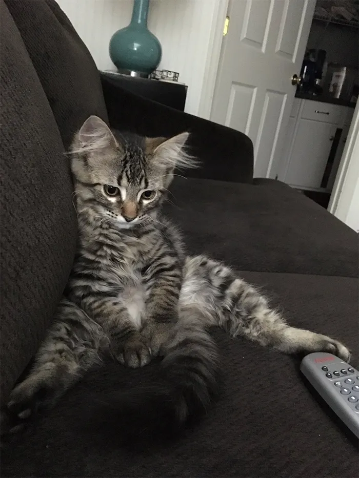 30 People On Twitter Share Pics Of Weirdo Cats Who Comfortably Sit In The Weirdest Positions