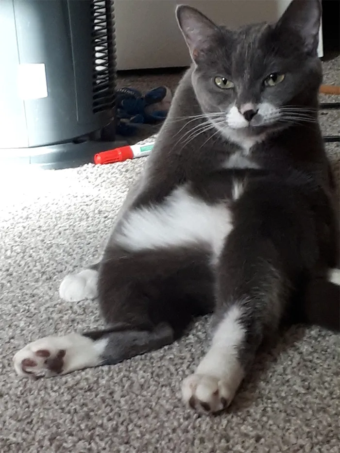 30 People On Twitter Share Pics Of Weirdo Cats Who Comfortably Sit In The Weirdest Positions