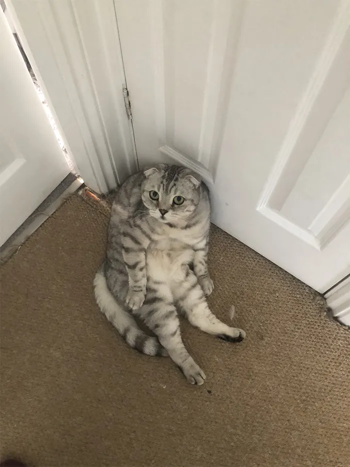 My cat this morning