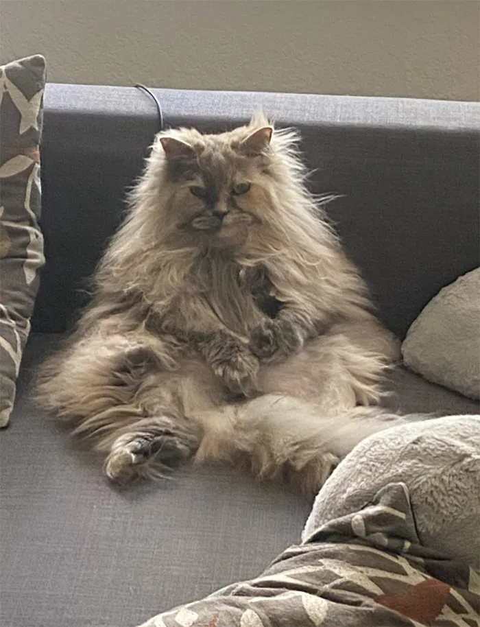 Leila