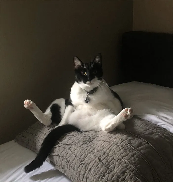 30 People On Twitter Share Pics Of Weirdo Cats Who Comfortably Sit In The Weirdest Positions