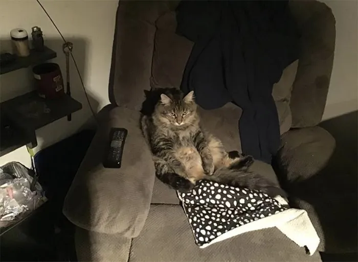 30 People On Twitter Share Pics Of Weirdo Cats Who Comfortably Sit In The Weirdest Positions