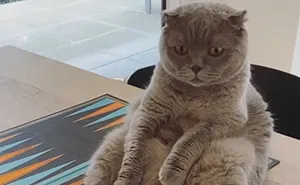 30 People On Twitter Share Pics Of Weirdo Cats Who Comfortably Sit In The Weirdest Positions